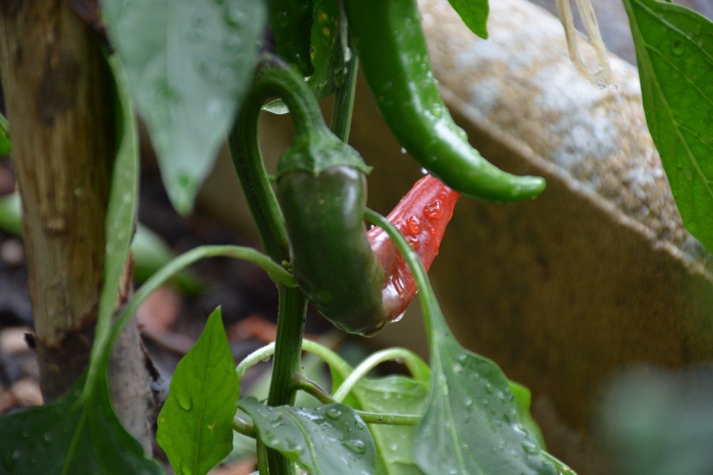 Piment de Cayenne