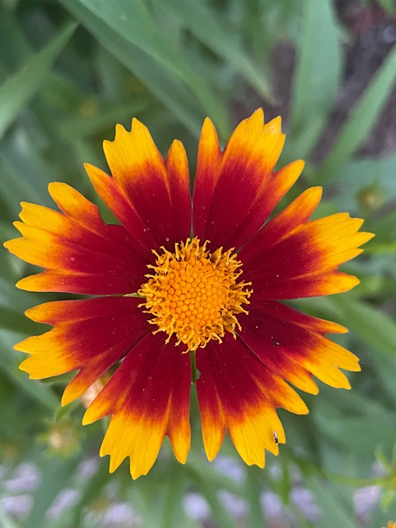 Coreopsis