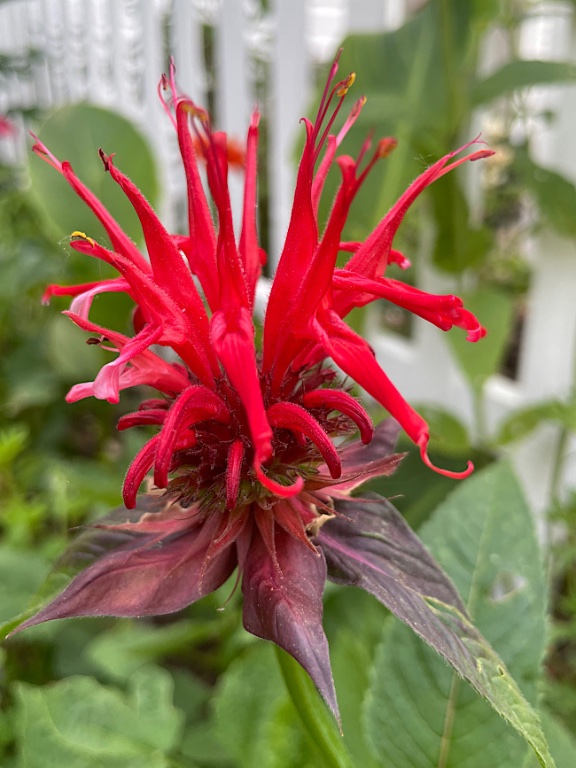 Monarda didyma