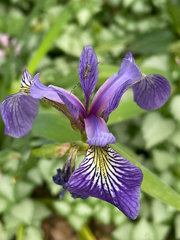 Iris versicolore