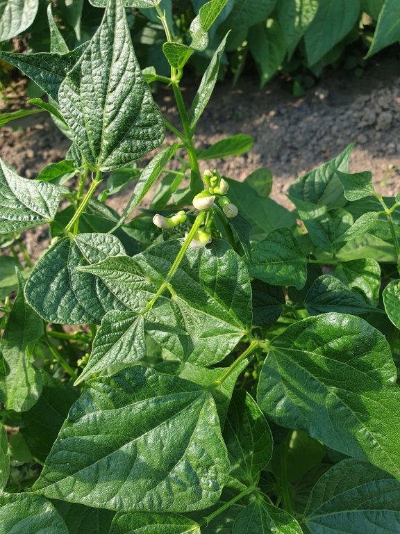 220623 haricots en fleur.jpg