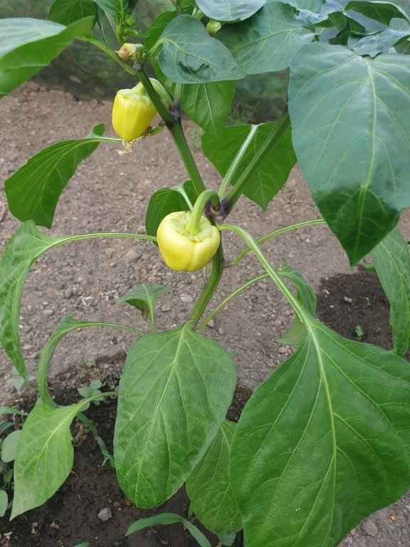 220623 poivron blanc.jpg