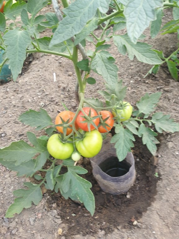 220623 tomate bientôt mûre.jpg