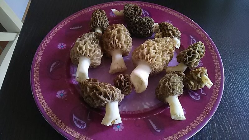 morilles 12-04-19.jpg