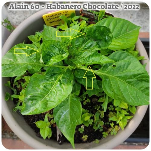 Piment Hab Choco 2022.jpg