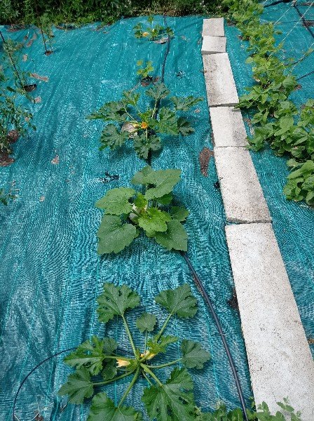 Les courgettes, des vertes que j'ai semées et des jaunes achetées, nous allons bientôt pouvoir observer les premières fleurs femelles