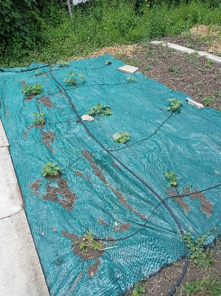 Les melons ont bien repris, de même que les autres courges que j'avais repiquées à 2 feuilles