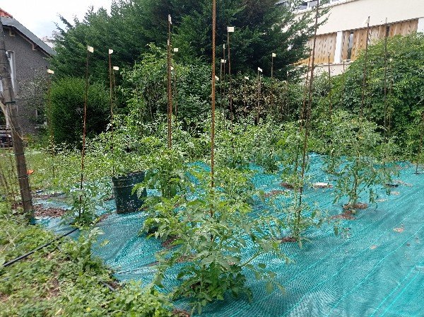 Mes 30 pieds de tomates