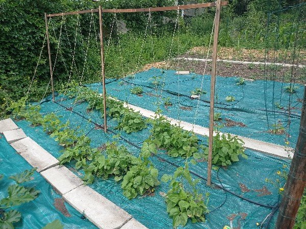 Les haricots s'élancent vers le ciel le long de la ficelle