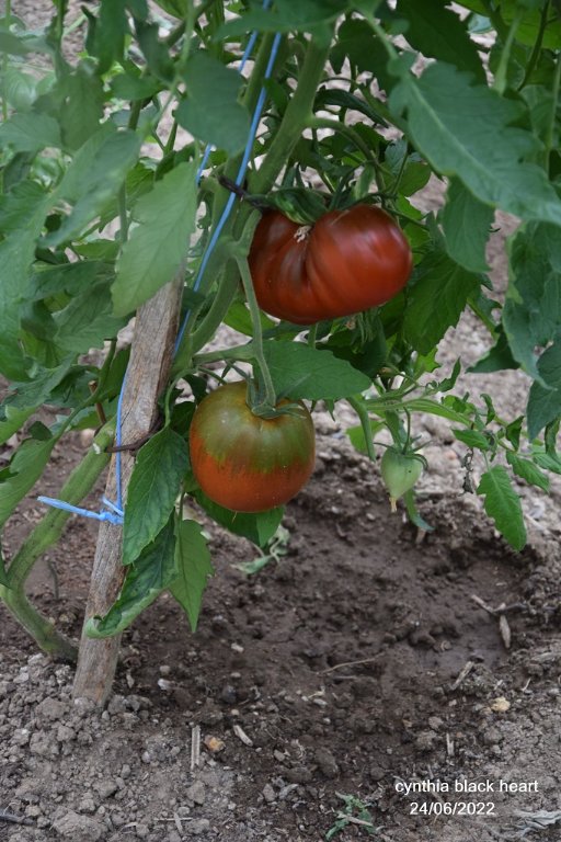 DSC_0037.JPG