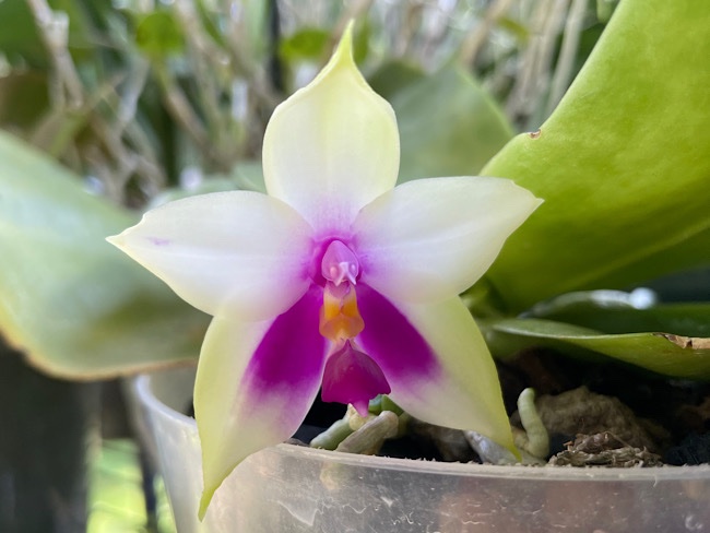 Phalaenopsis bellina