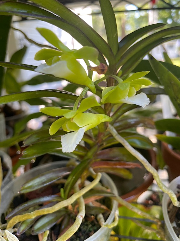 Christensonia vietnamica