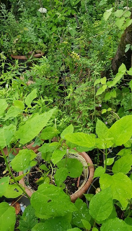 220624 forêt de pots 1.jpg