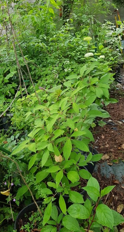 220624 forêt de pots 2.jpg