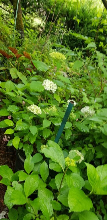220624 forêt de pots.jpg