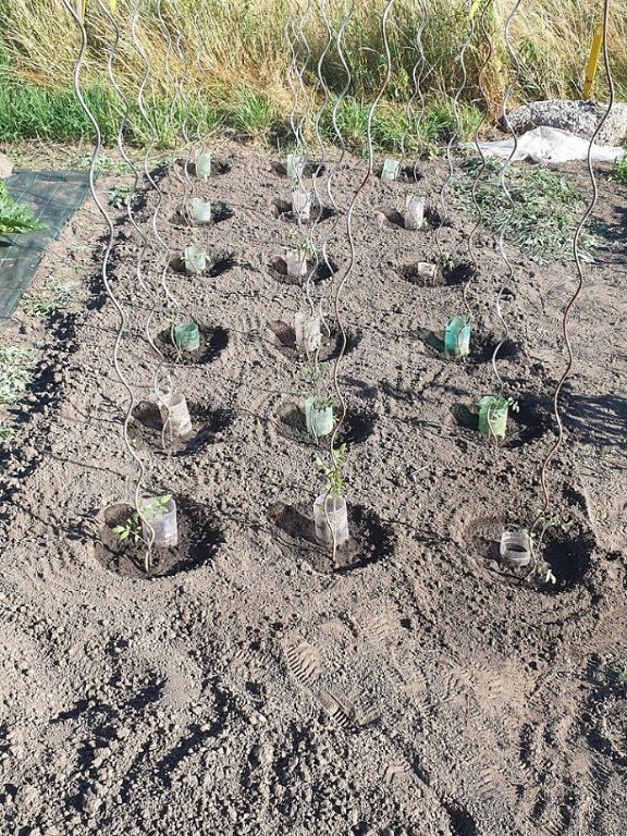 220627 parc de tomates extérieur.jpg