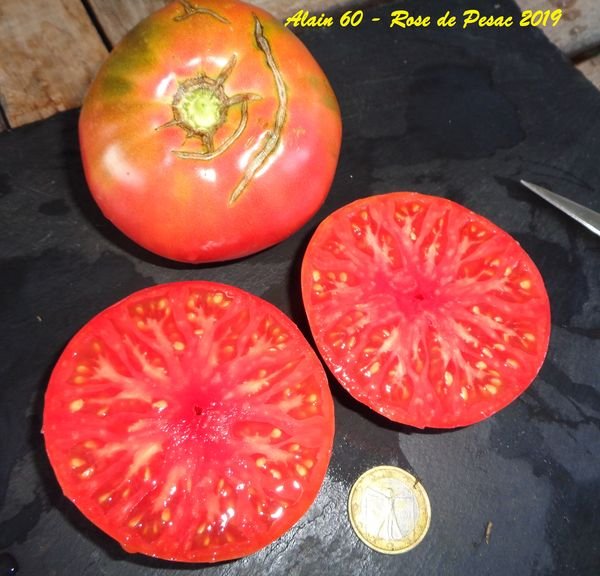 Rose de Pessac 2019.JPG
