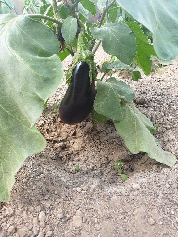 220628 aubergine.jpg