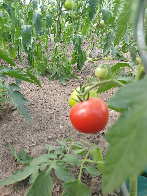 220628 tomate mûre.jpg