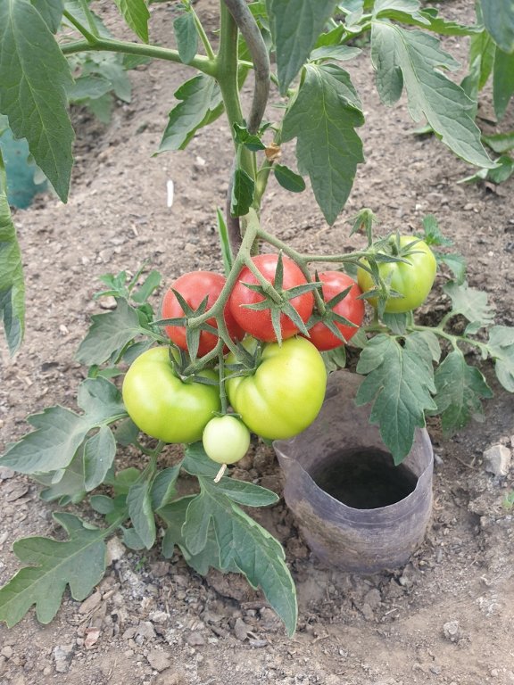 220628 tomates mûres.jpg