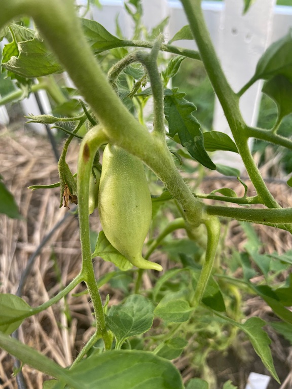 Buratino