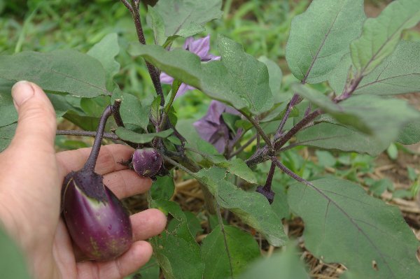 aubergine Morden midget