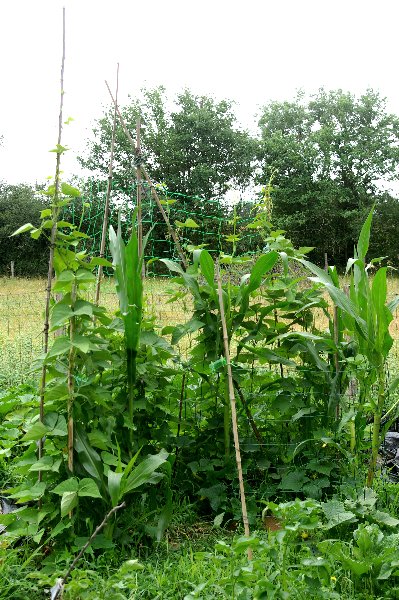 Ma milpa :haricots Echenans,Maïs,concombres et courges