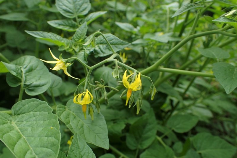 Solanum_pimpinellifolium_kz03 (+).jpg