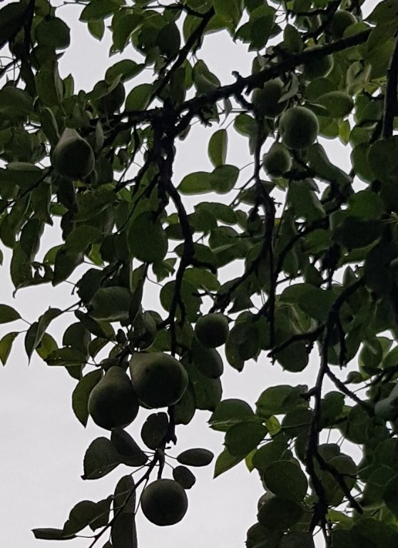 220630 poire confb.jpg