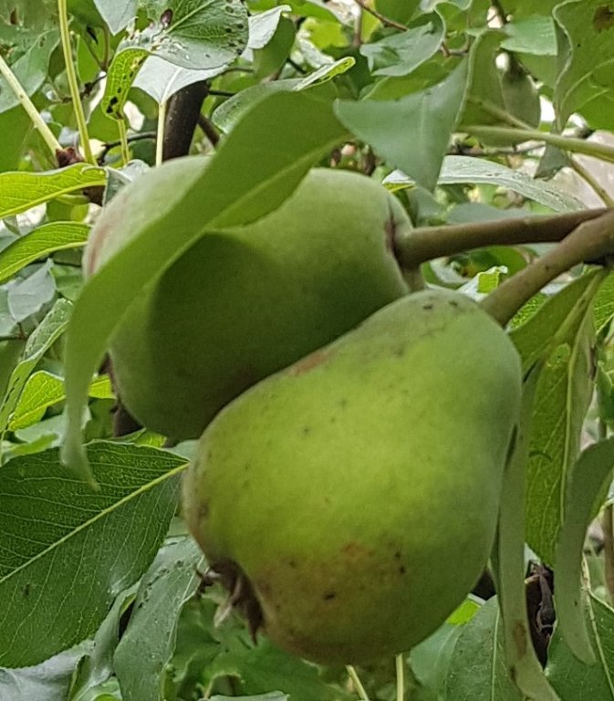 220630 poire j d'arc.jpg