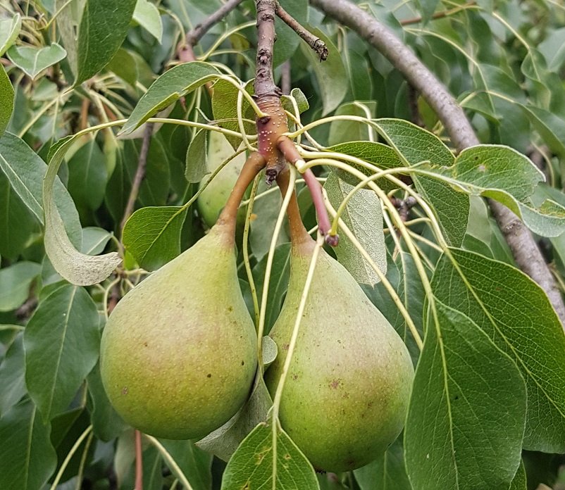 220630 poire wil .jpg