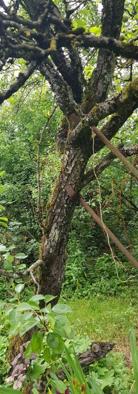 220630 poire wil tronc.jpg