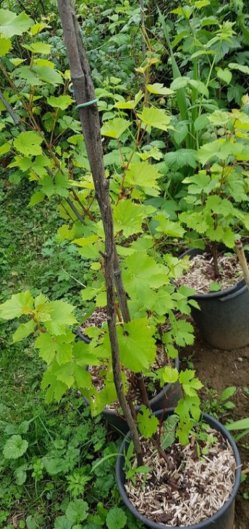 220630 vigne résist boutu.jpg