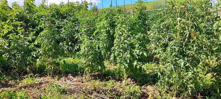 tomates en extérieur 1-7-22.jpg
