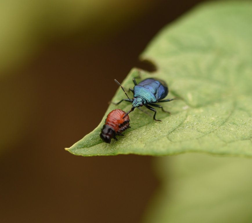 DSC_7277.JPG