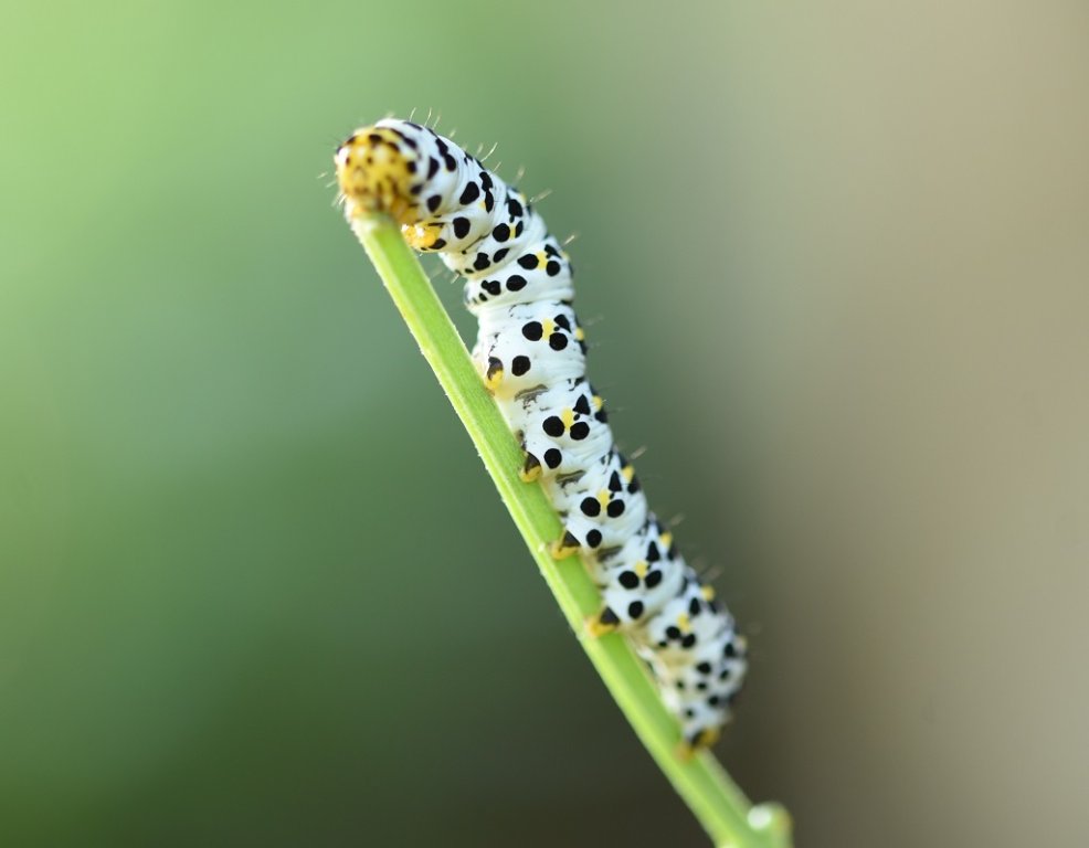 DSC_7250.JPG