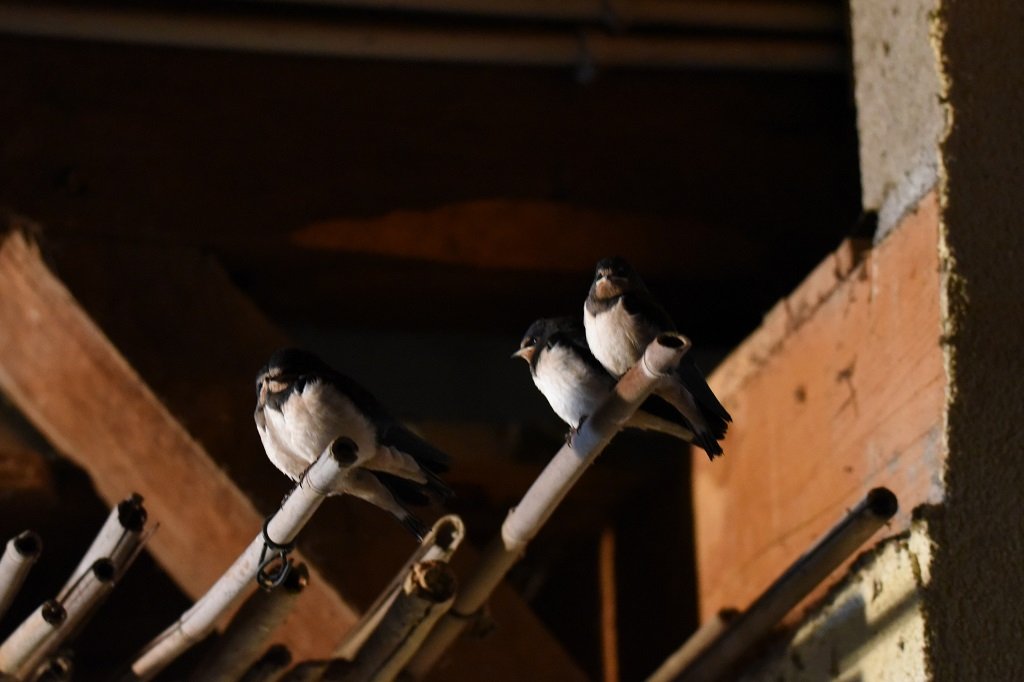 DSC_0593.JPG