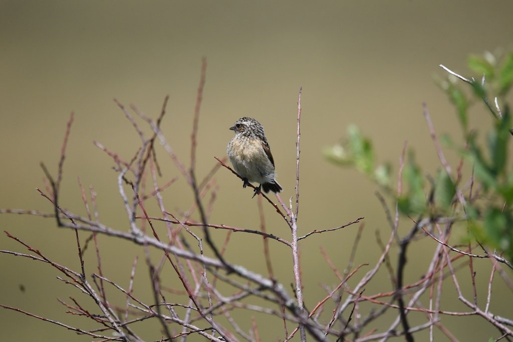 DSC_0658.JPG