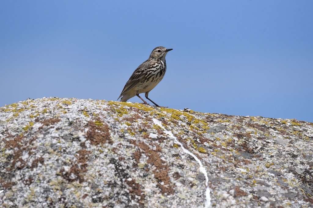 DSC_0676.JPG