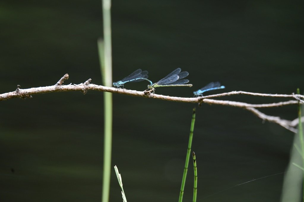 DSC_0699.JPG