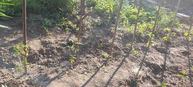 dernières tomates.jpg