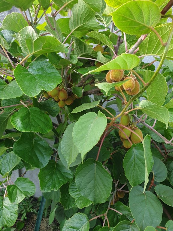 220706 kiwis.jpg