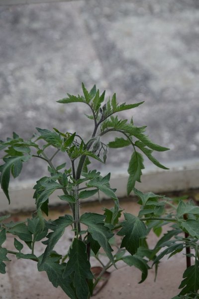 DSC_0649.JPG
