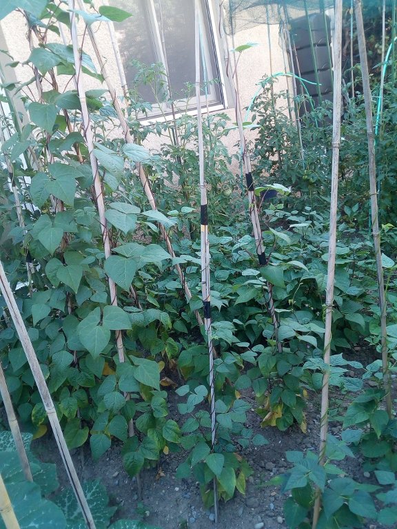 IMG_20220705_091715.jpg