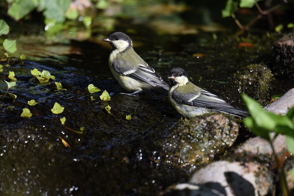 DSC_0922.JPG