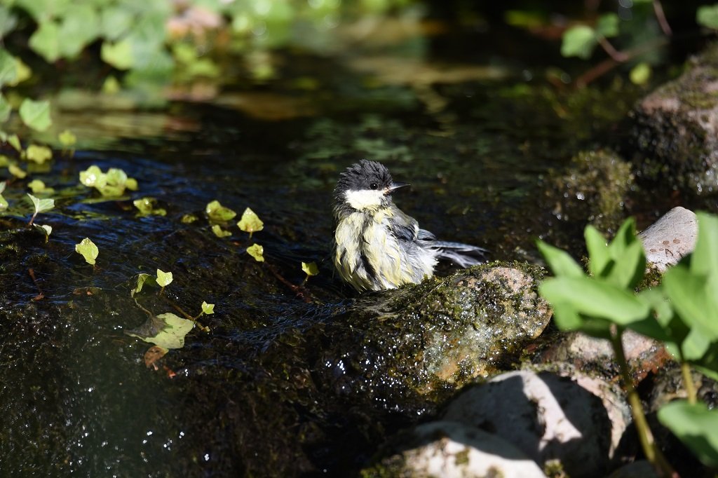DSC_1207.JPG