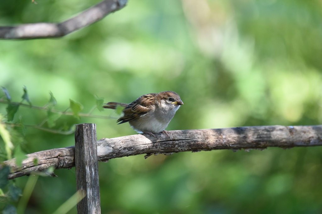 DSC_0937.JPG
