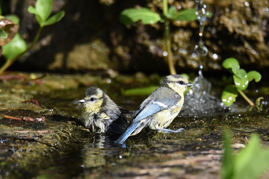 DSC_1187.JPG
