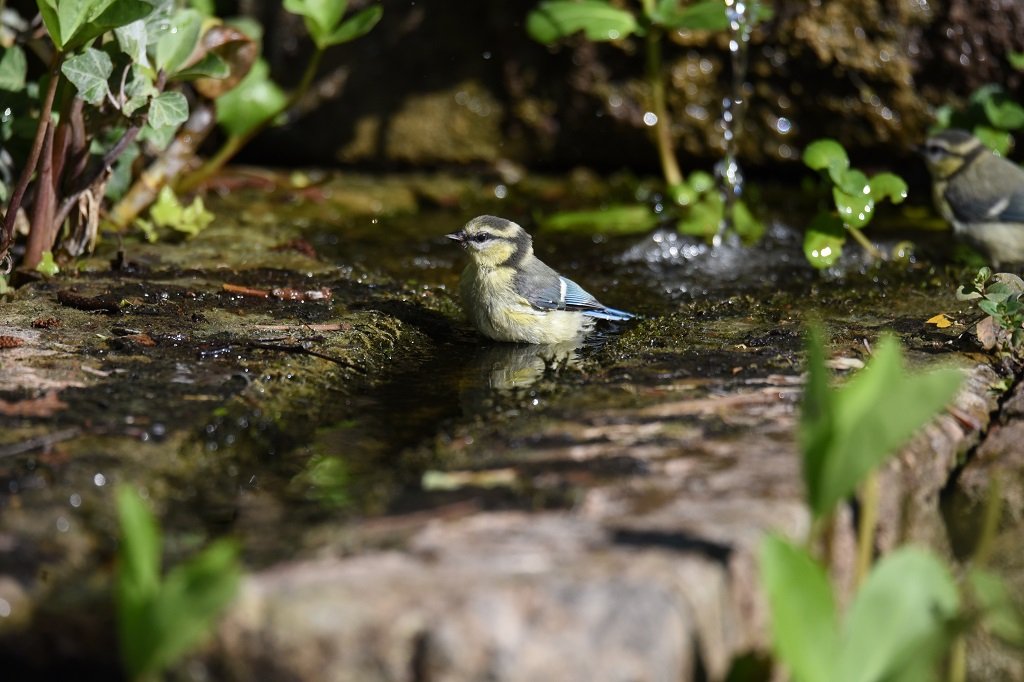 DSC_1176.JPG
