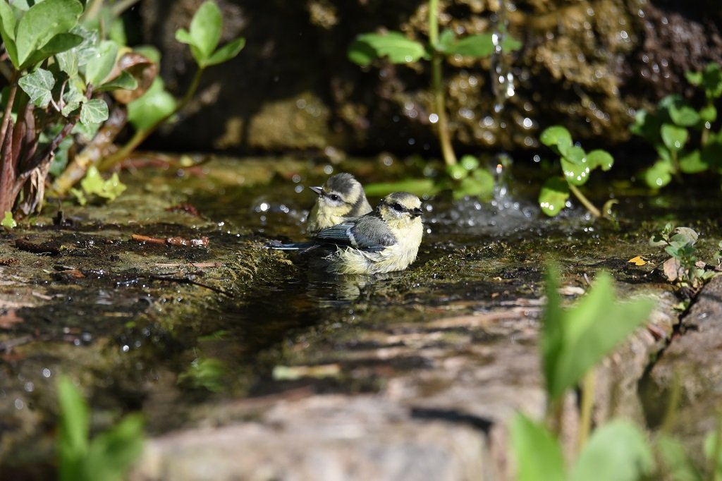 DSC_1184.JPG